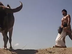 Ram Katia sec o che đập với một bang
